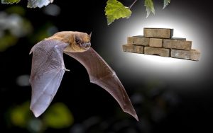Bat Brick Slip Houses. A great way to support local wildlife populations often threatened by habitat loss.
