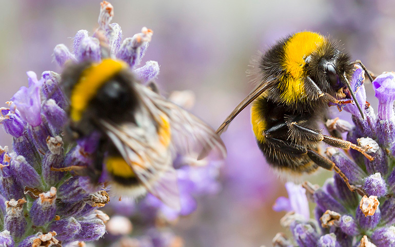 Bumble bees on a lavender plant close up, insects pollinating
