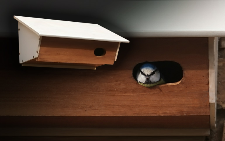 The Apex Aerie bird box is a traditional wall-mounted nest box design
