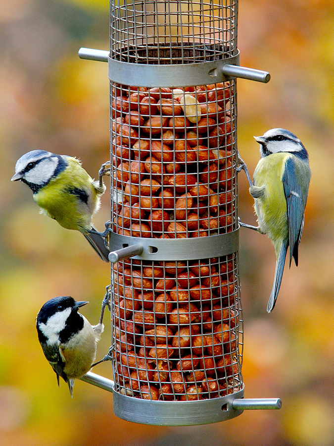 A group of blue tits feeding on a garden feeder