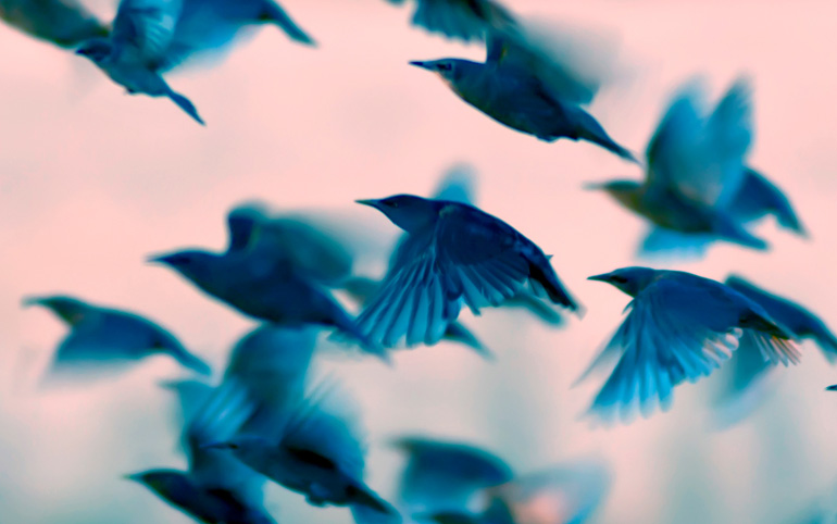 multiple starlings in flight
