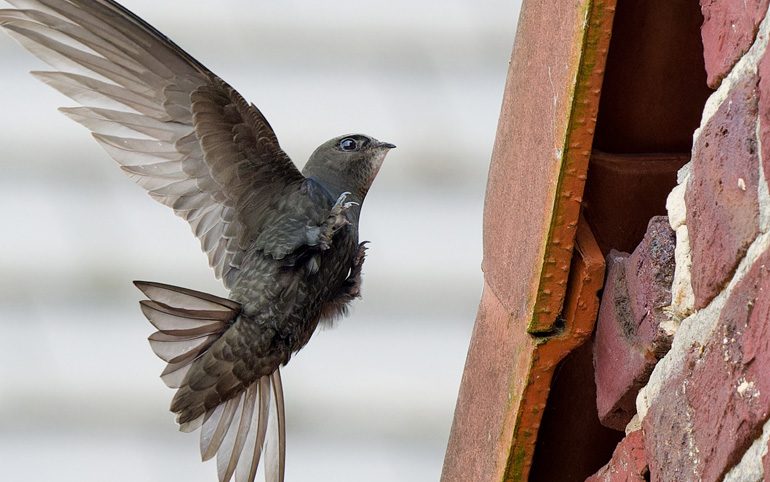 Common swift arriving at entrance hole