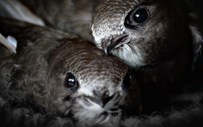 Common Swift juveniles in nest
