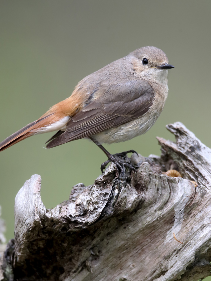 A UK Common Redstart