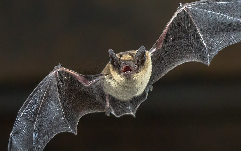 Flying Pipistrelle bat on wooden ceiling