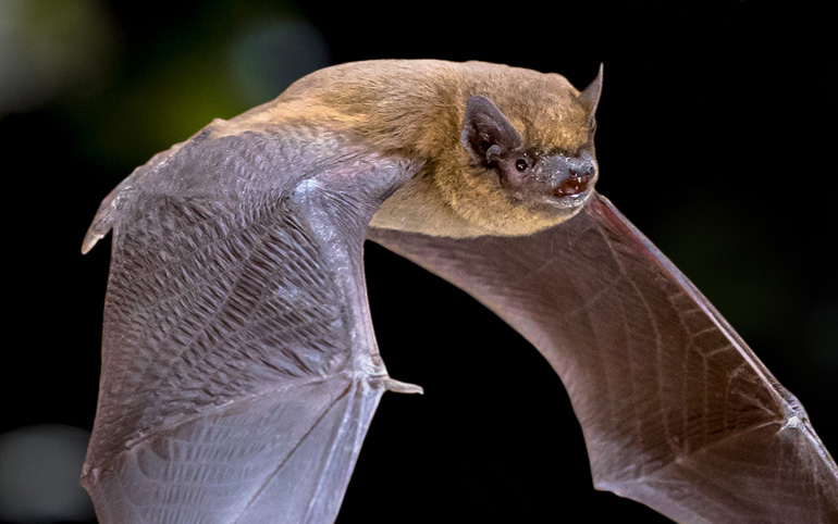 Flying Pipistrelle bat