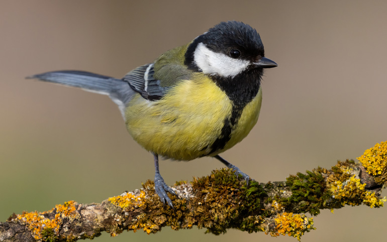 An English Great Tit