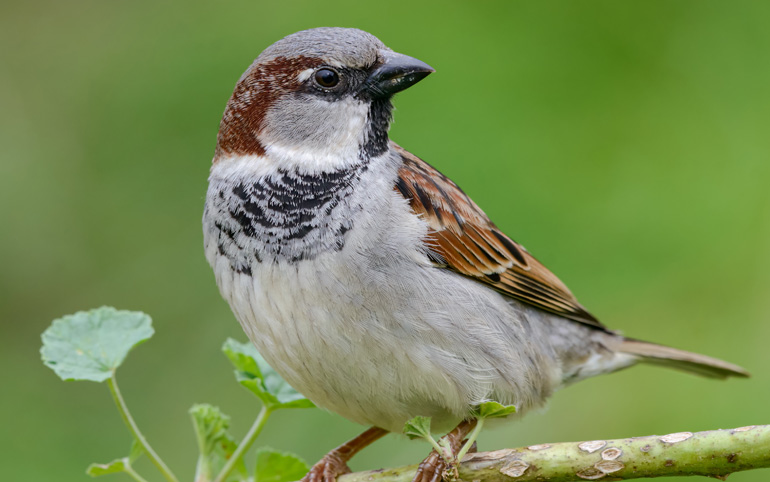 English House Sparrow