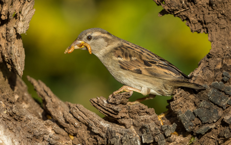 House sparrow with full beak