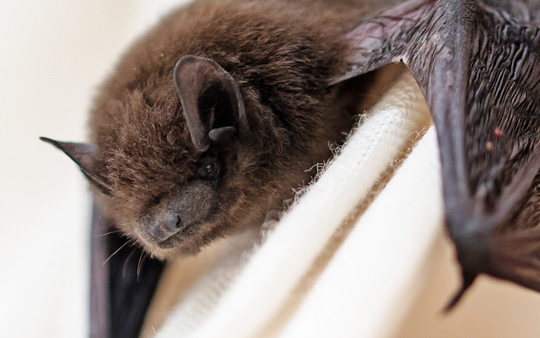 A pipistrelle bat on a white curtain