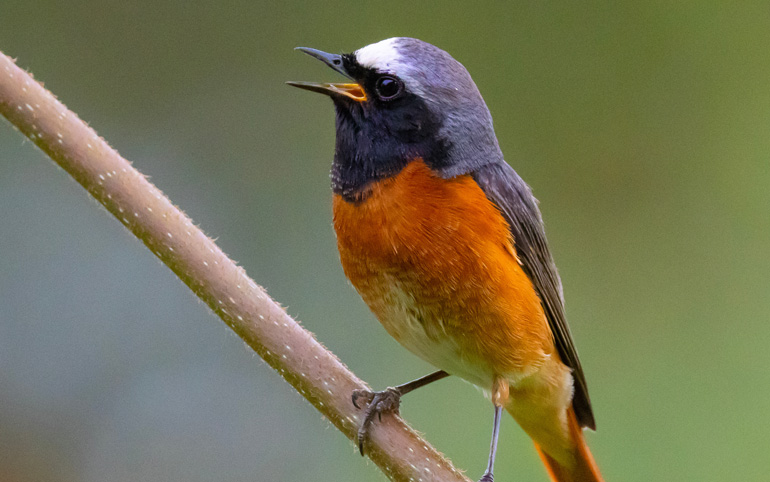 The Common Redstart