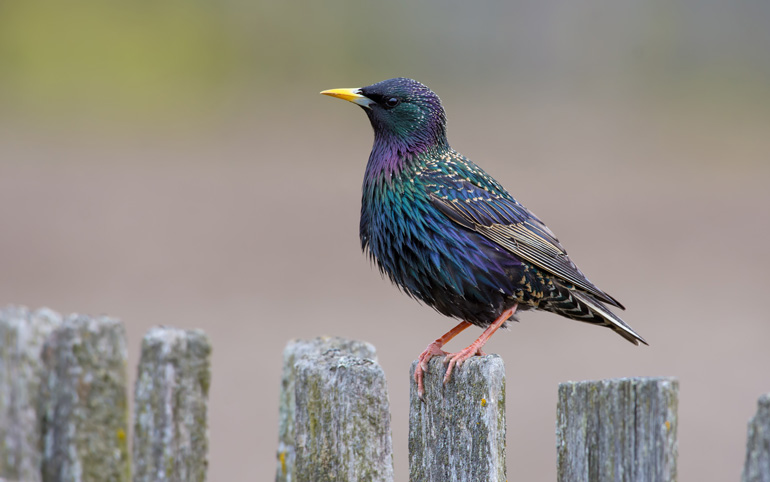 A starling perched on a wooden fence