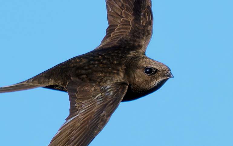 UK swift in flight with a blue sky behind