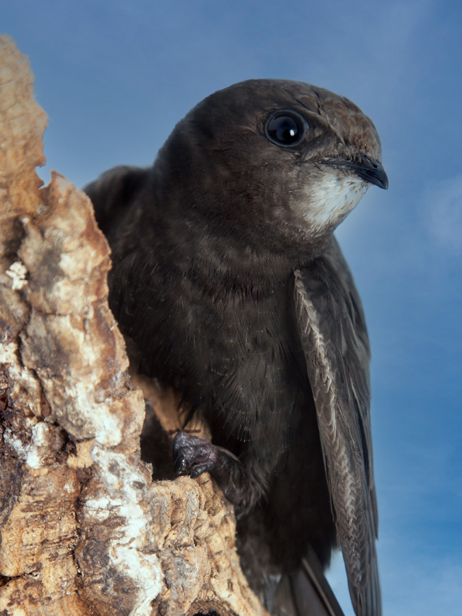 UK Swift on a mossy tree branch