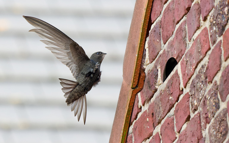 Common swift arriving at entrance hole
