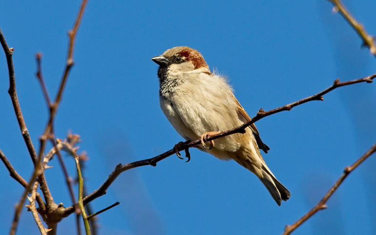 A UK male sparrow sitting on a branch