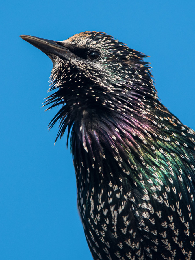 A UK Starling close-up