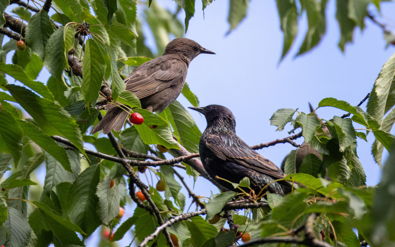 Young and adult common starlings sit on a cherry branch